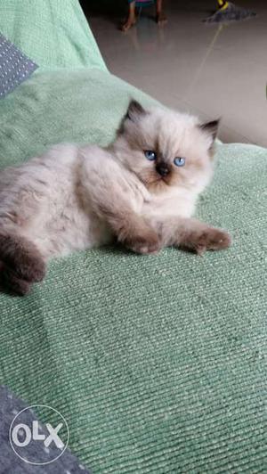 Beautiful Kittens for sale