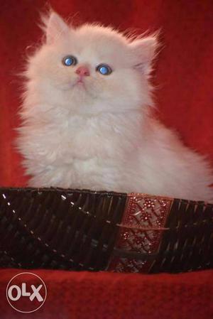 Best price playfull traind baby Persian kitten cats sale all