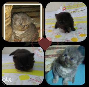 Black And Silver Persian Kittens