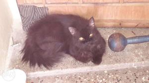 Black Cat Persian male 6 monthsIn Secunderabad