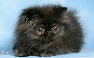 Black male female extreme punch/doll persian kitten good