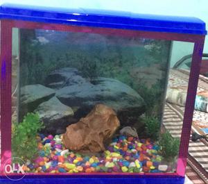 Blue And Pink Framed Fish Tank