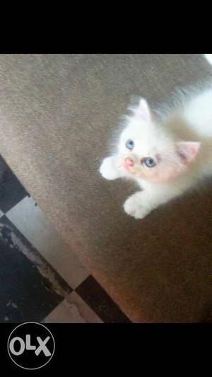 Blue eyes full white kitten and 2 month fimale