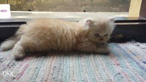 Brown Persian Kitten