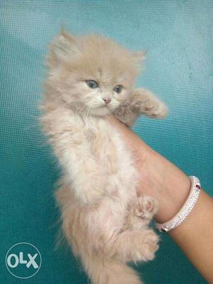 Cash on delivery Persian kitten for sale in Jaipur