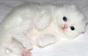 Cash on delivery very nice persian kitten for sale in