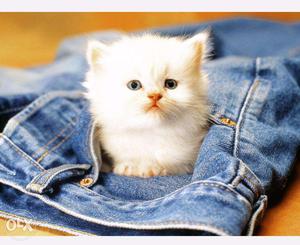 Cute Newborn Persian Cat