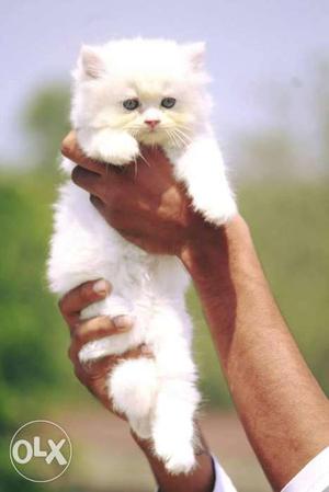 Cute playfull baby persian kitten cats sale affordable price