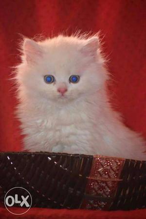 Diwali offer healthy cute baby persian cats kitten sale.long