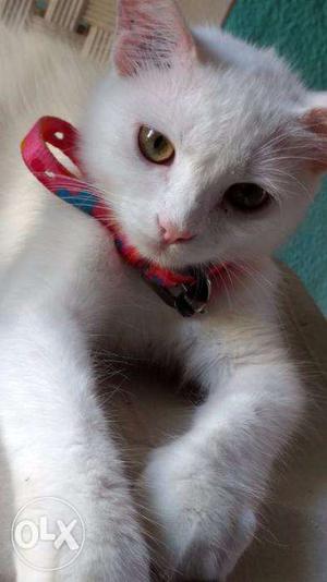 Female pure Persian Cat white colour.