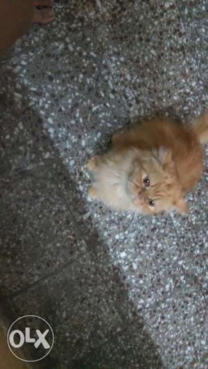 Female semi punch face persian for sale