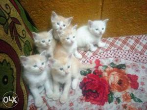 Five Orange Tabby Kittens