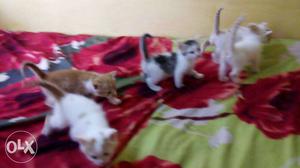 Five Tabby Kittens