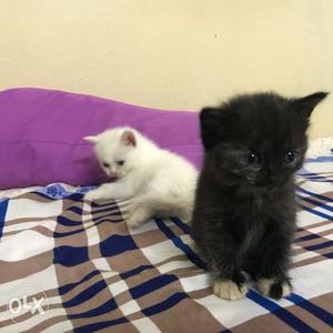 Four White, 1 black & 1 grey Kitten