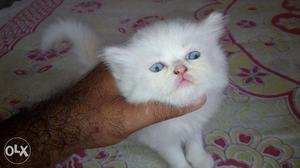 Friendly & traind persian cats kitten sale all in all