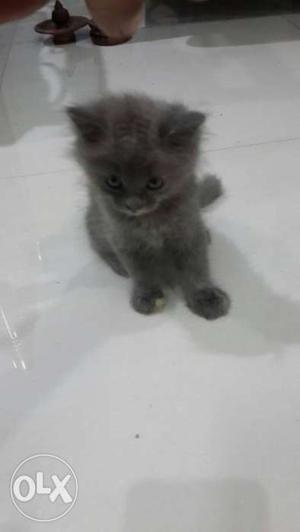 Furred Black and grey himalayan persian Kitten