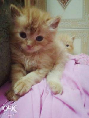 Ginger Tabby Kittens