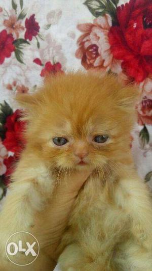 Golden colors Persian cat kitten for sale.in..