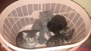 Gray And Black Kittens