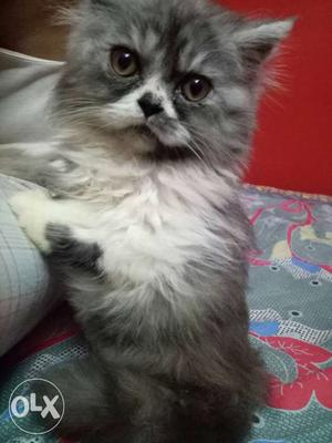 Gray And White Persian cat semi punch each 