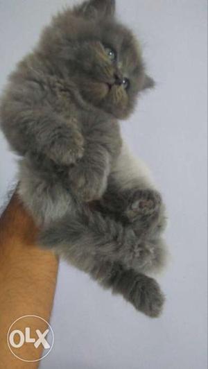Gray English Scottishfold Kitten