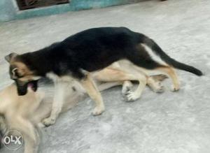 Gsd female for sale