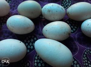 Hen Oval White Egg Lot