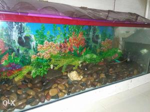 I Want To Sell My Fish Tank 48" X 18" x 18" (4