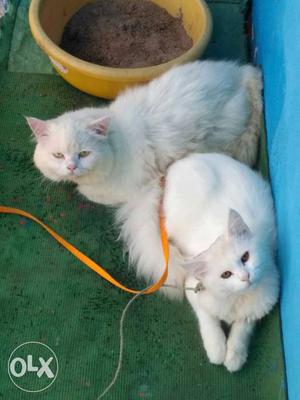 I want to sale my Persian cats male an femail chep an best