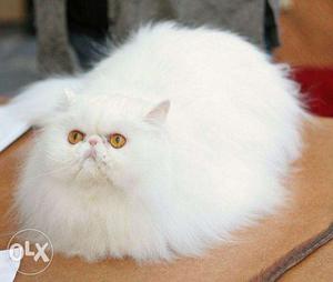 I want to sale my Persian cats male an female and male