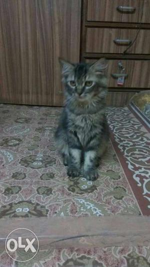 I want to sell my turkish cat,male 6 month