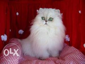 IndiaN Persian cat kitten only on India kennel