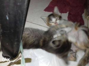 Indo parsian kittens 2month