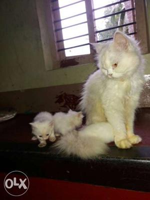 Long Fut White Cat With Two Kittens