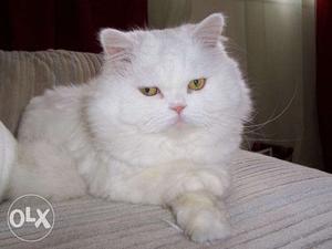 Long fur blue eyes traind Persian cats kitten sale.free