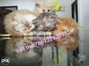 Long fur healthy persian cats kitten sale.all colors