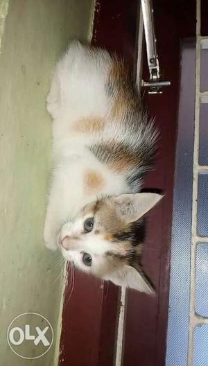 Male Calico Kitten