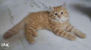 Male Persian Kittens. 2 months old. very Active.