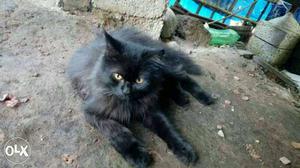 Male Persian cat 6months age