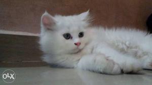 Male Persion cat, white long furry
