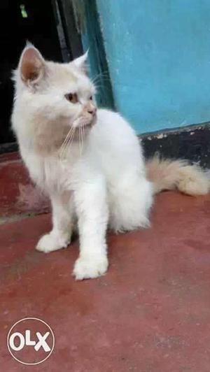 Medium Short Fur White Cat