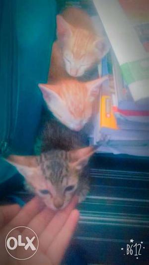 Mixed breed Persian kitten adoption fully trained
