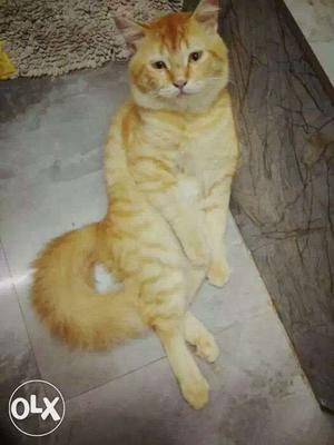 Orange persian cat Short-fur Tabby Cat