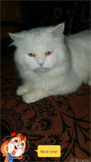 Parisian cat full punch Arjant sell white colour