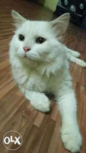 Parsian cat for male..13 manth old