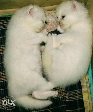 Parsian kittens females