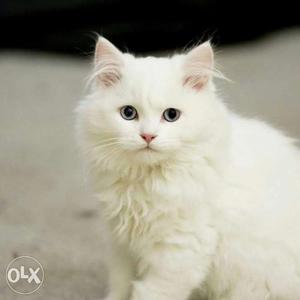 Persian Cat kitten sale all lovely colors blue eyes sale