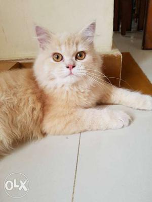 Persian Kitten, Male, 6 months old.