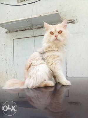 Persian cat 8 months old male verry playfull