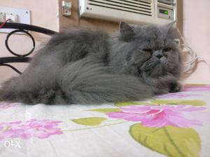 Persian cat for sale. 4 months old. Show quality.